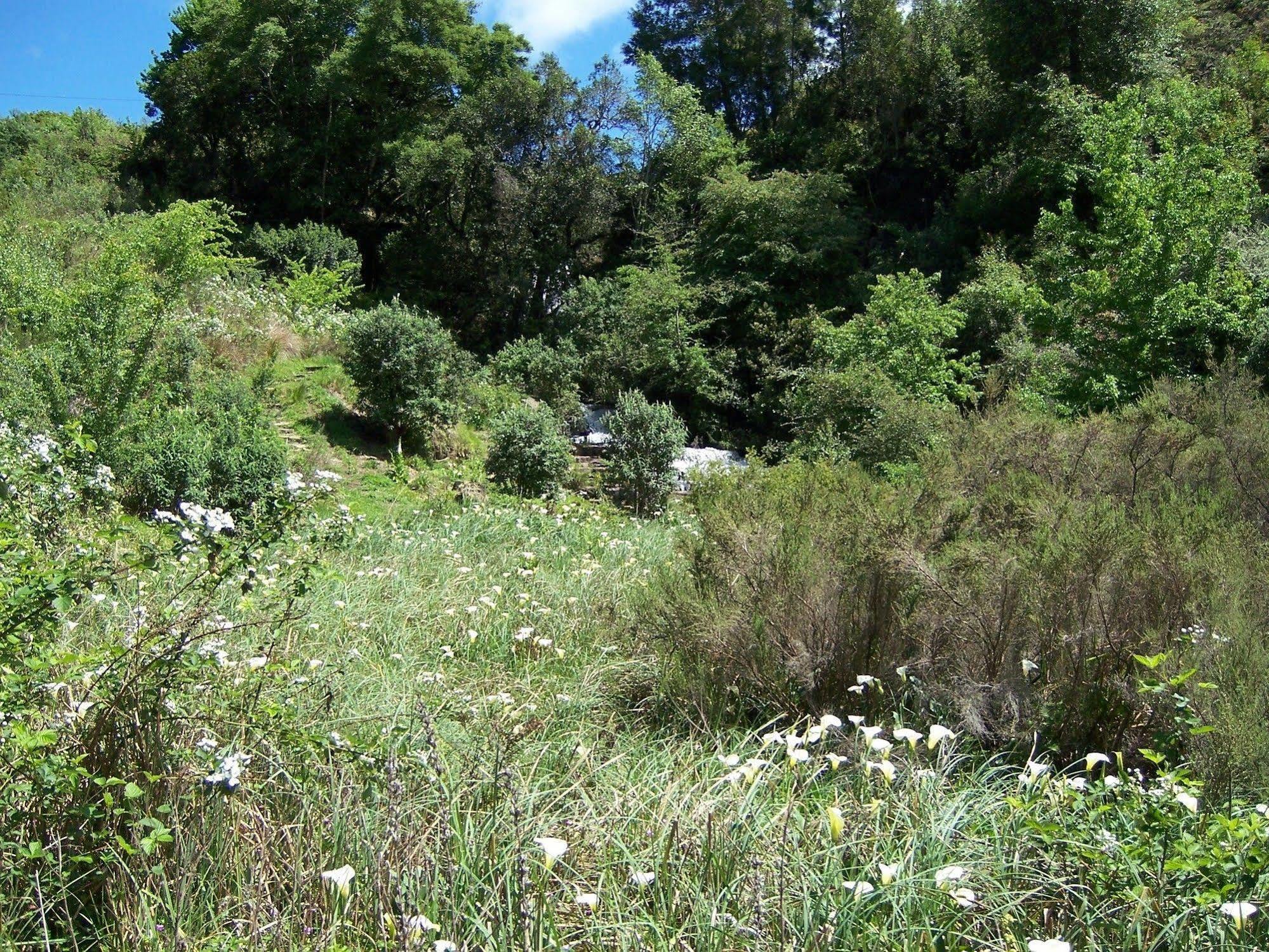 Maple Grove Villa Hogsback Dış mekan fotoğraf